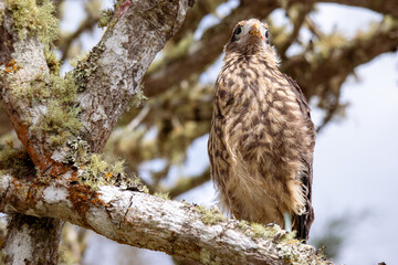 juvenile yellow-headed caracara close up