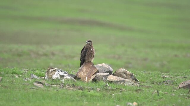 Hawk Sitting in the Stony Meadow.Harrier hawk is a bird of prey. Common buzzard in its natural habitat. The upperparts, head and breast are pale brown. Buteo,Circaetus cinereus eye animal tail wild 4K