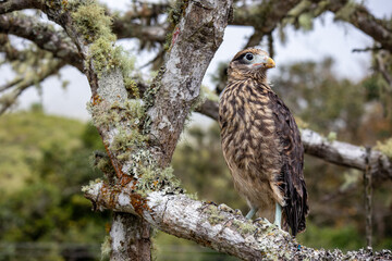 young yellow- headed caracara in a tree