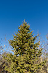 Obraz premium Pine Trees in a Forest