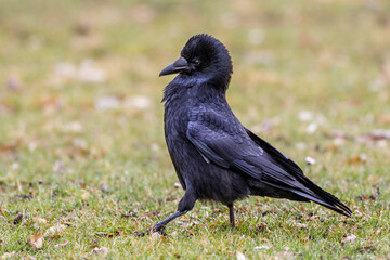 Rabenkrähe (Corvus corone)