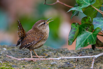 Zaunkönig (Troglodytes troglodytes)