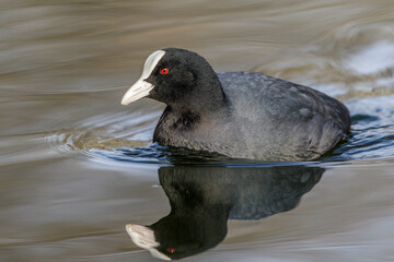Bläßhuhn (Fulica atra)