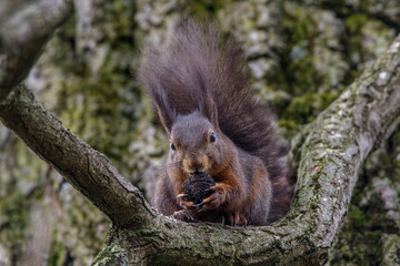 Eichhörnchen (Sciurus vulgaris)