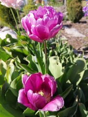 beautiful and unusual purple and pink Tulip in the garden . Flower Wallpaper