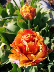 Obraz na płótnie Canvas beautiful and unusual brown and orange Tulip Brownie in the garden . Flower Wallpaper