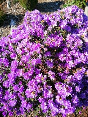 very beautiful blooming Rhododendron with small purple flowers in a Sunny spring garden on blurred background. Flower Wallpaper