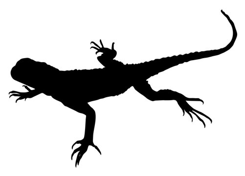 recommend clip art:  lizard silhouette vector