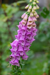 Digitalis purpurea common foxglove flowers in bloom, beautiful purple flowering woodland plants, tall stem © Iva