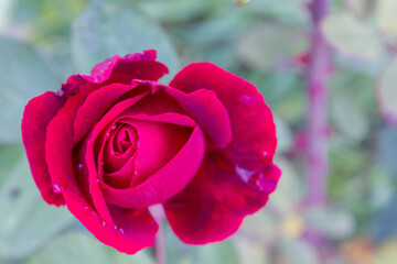 Red rose in the dew grows in the garden in summer