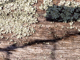 Old wooden planks used for household purposes outdoors on a cloudy day.