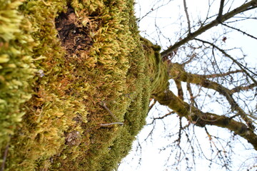 mossy tree on the farm