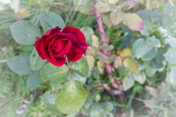 Red rose in the dew grows in the garden in summer