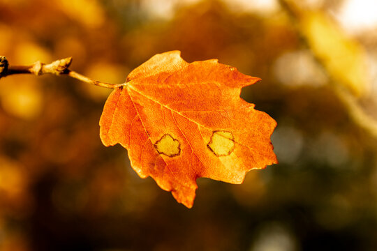 Detail Of Orange Holm Oak Leaf In Autumn In The Fuente Roja Natural Park.