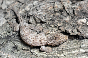 Fototapeta na wymiar Camouflaged young leachianus gecko