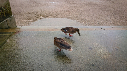 Two wild ducks standing on stone floor