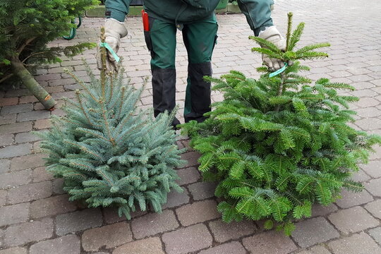 Verk&auml;ufer zeigt Weihnachtsb&auml;ume - Angebot Blautanne und Nordmanntanne, Tannenbaum kaufen f&uuml;r Weihnachten