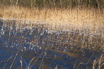 reeds in the water