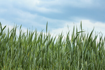 High green Grass in front of blue sky as a background and space for text 