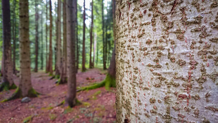 Walk in the forest. In the foreground tree trunk with bark. In the background tree trunks in selective focus. © CuteIdeas