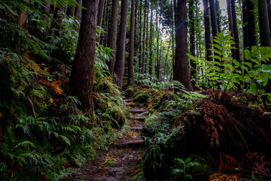 Trail in the jungle forest of the azores islands on a rainy day