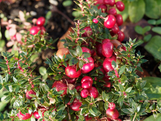Gaulthérie mucronée ou pernettya mucronée (Gaultheria mucronata) arbuste ornemental au feuillage...