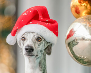 Windhund / Whippet Hündin mit Weihnachtsmannmütze  zu Weihnachten