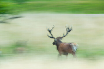 RED DEER (Cervus elaphus)