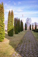 Sidewalk path in the yard on a sunny day. Thuja tree in the yard