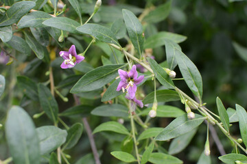 Flowering Lycium barbarum