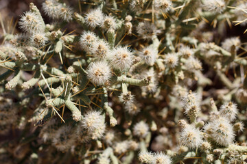 Immature green spiny dry indehiscent fruit of Slender Cholla, Cylindropuntia Ramosissima,...