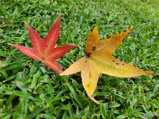 maple leaf