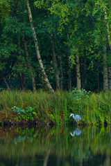 Obraz premium GREY HERON Ardea cinerea