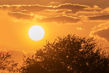 Sunset silhouetting a tree and clouds 