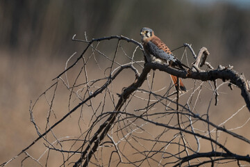 American Kestrel Male Just Finishing With a Grasshopper Prey