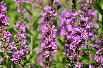 Lythrum salicaria grows on the riverbank