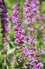 Lythrum salicaria grows on the riverbank