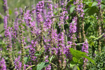 Lythrum salicaria grows on the riverbank