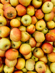 lots of ripe fruit sweet apples for cooking as a background