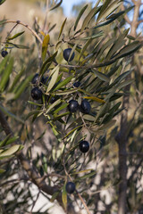 Obraz na płótnie Canvas Black olives in a tree