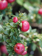 Gautheria mucronata | Gaulthérie mucronée ou pernettya mucronée
