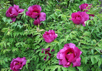 In the spring, a peony tree-like (Paeonia suffruticosa) blooms in the garden.