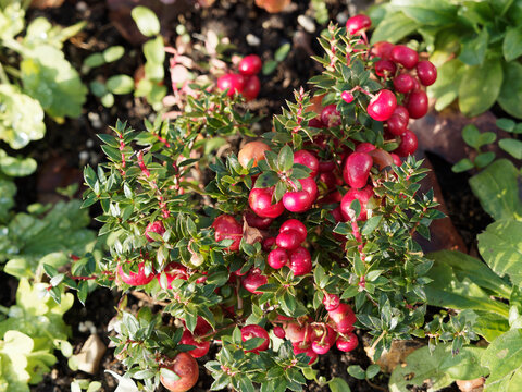 Gautheria mucronata | Gaulth&eacute;rie mucron&eacute;e ou pernettya mucron&eacute;e, petit arbuste aux fruits d&eacute;coratifs en forme de petites pommes rose lila fonc&eacute; &agrave; rouge magenta dans un feuillage vert margin&eacute; de bronze