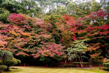 Naklejka premium 新飯塚の紅葉