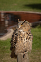 búho real​ (Bubo bubo)