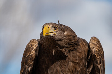 águila real ibérica (Aquila chrysaetos homeyeri)