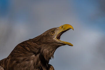  águila real ibérica (Aquila chrysaetos homeyeri)