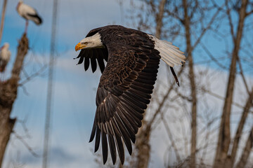 águila calva (Haliaeetus leucocephalus), capturada en pleno vuelo.
