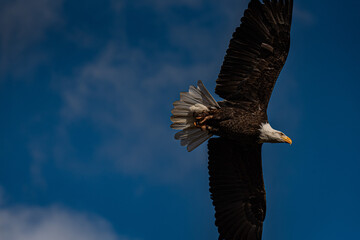 águila calva (Haliaeetus leucocephalus), capturada en pleno vuelo.