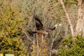 PIGARGO VOCINGLERO o AGUILA PESCADORA AFRICANA (Haliaeetus vocifer),